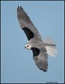 _0SB1776 white-tailed kite